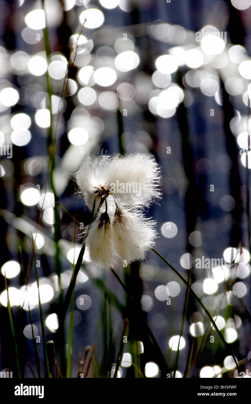 Bog cottongrass (Eriophorum angustifolium Stock Photo Alamy
