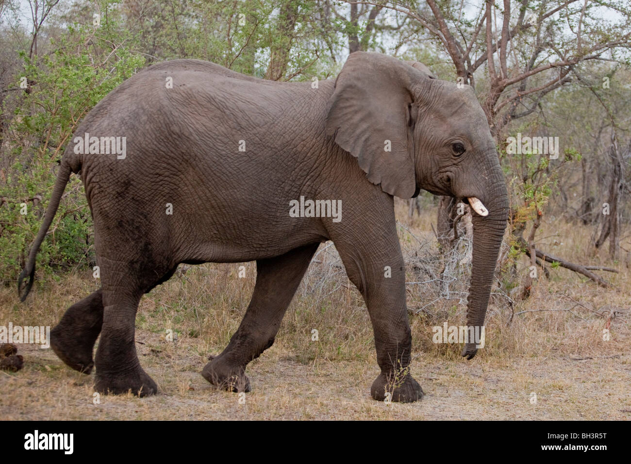 Namibias national animal hi-res stock photography and images - Alamy