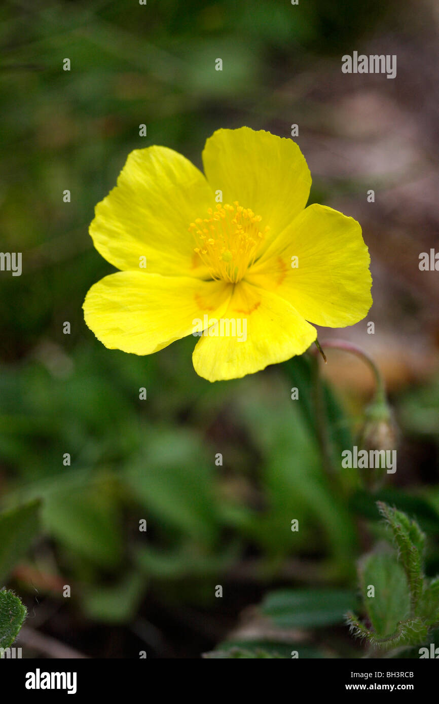 Common rock rose (Helianthemum nummularium). Stock Photo