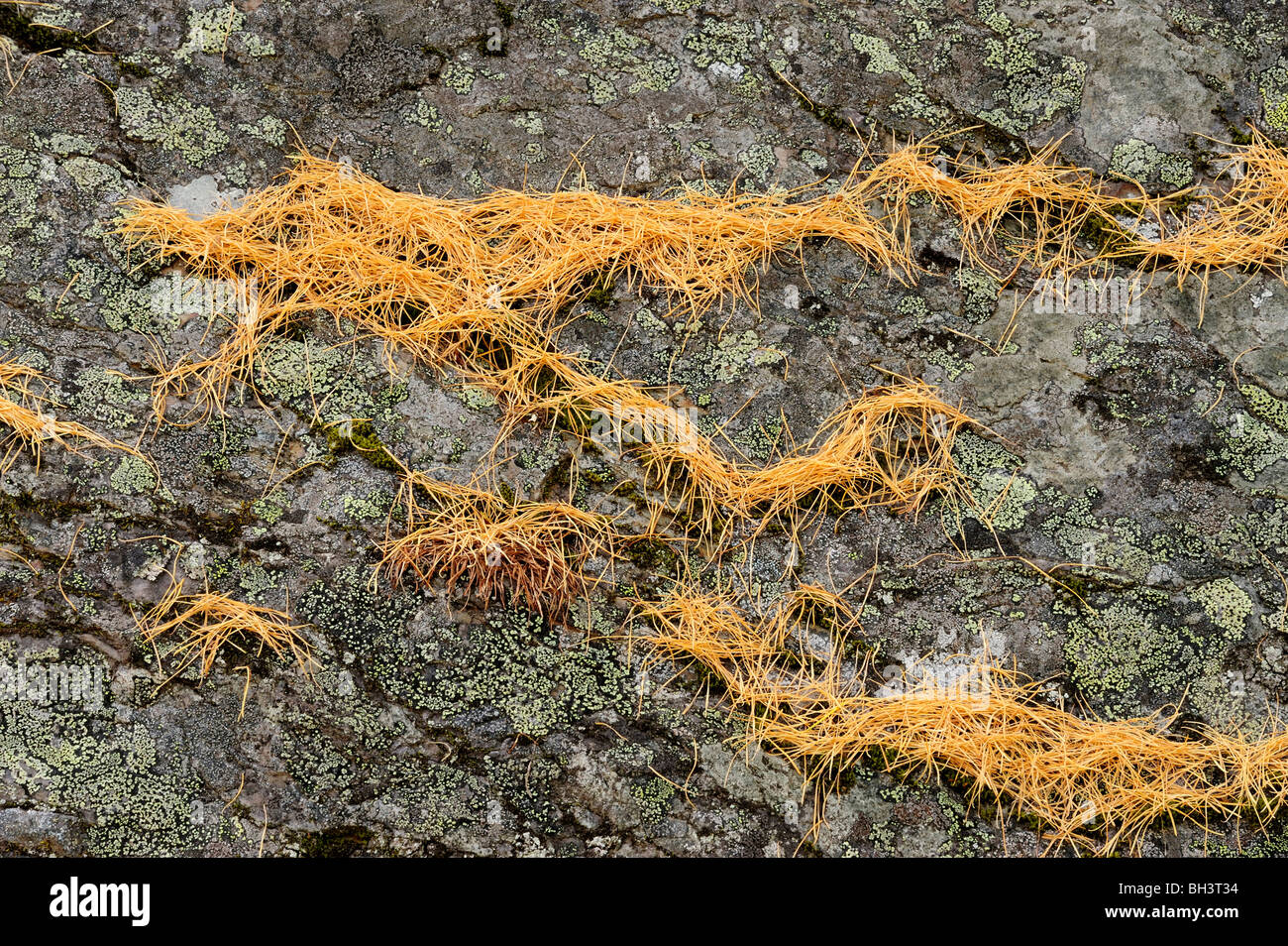 Rock outcrops with fallen larch needles, Western larch (Larix occidentalis), Yoho National Park, BC, Canada Stock Photo