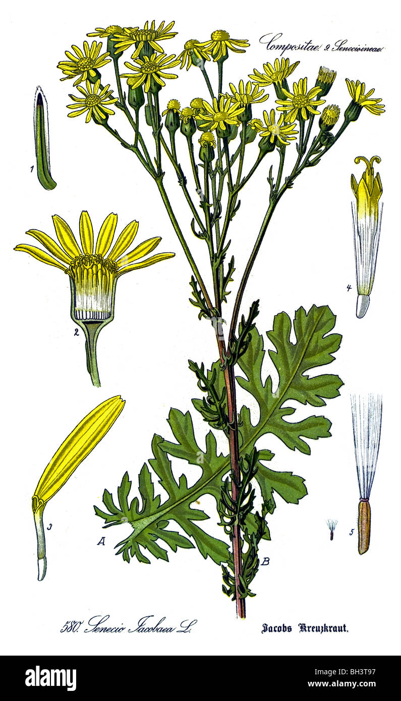 Ragwort, plant, plants Stock Photo