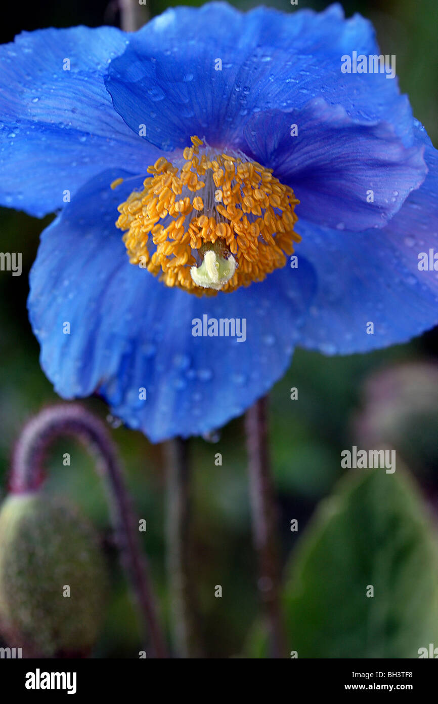 Himalayan blue poppy (Meconopsis grandis). Stock Photo