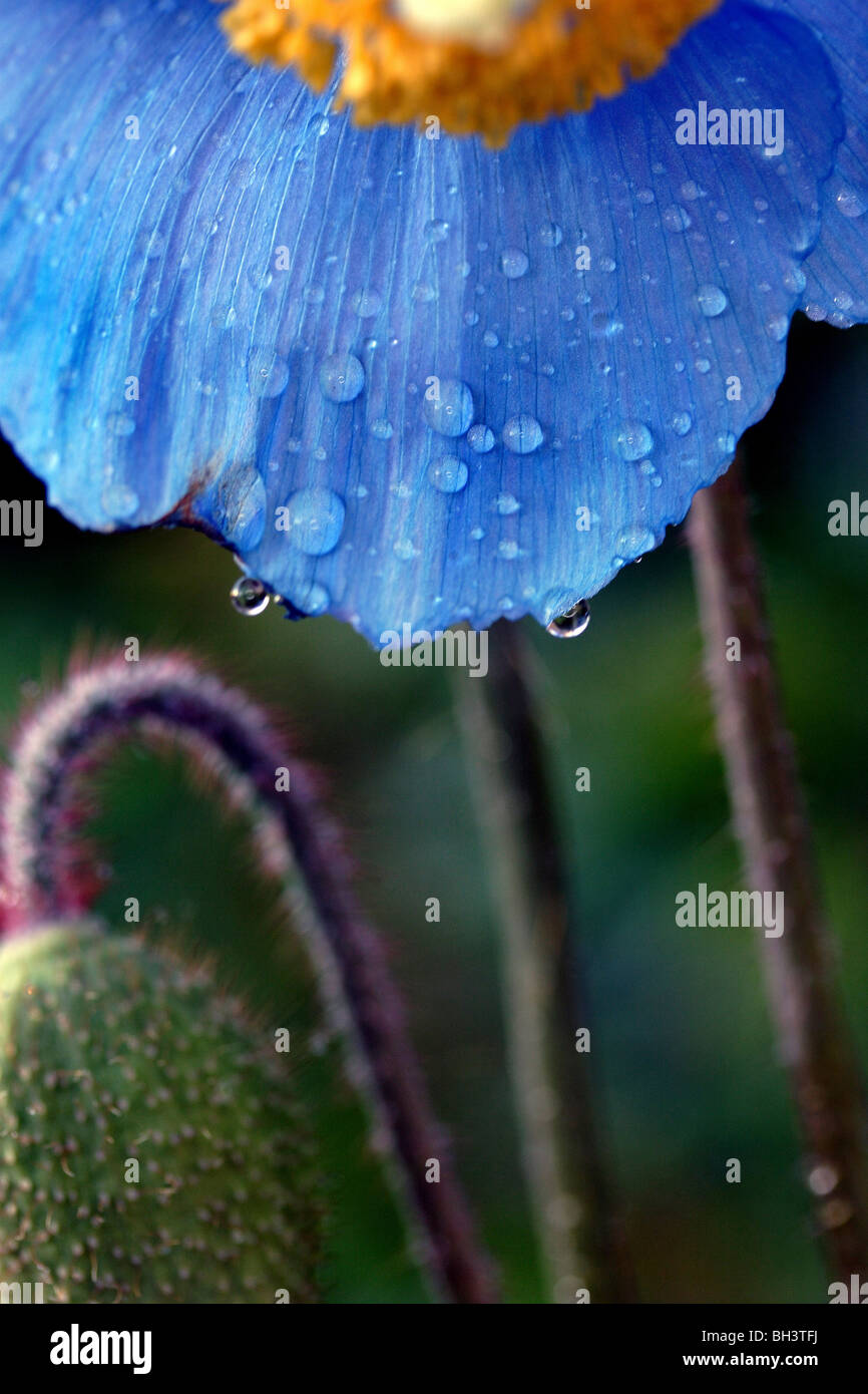 Himalayan blue poppy (Meconopsis grandis). Stock Photo