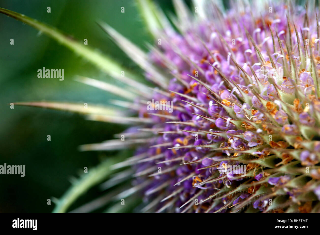 Teasel flowerhead (Dipsacus fullonum). Stock Photo