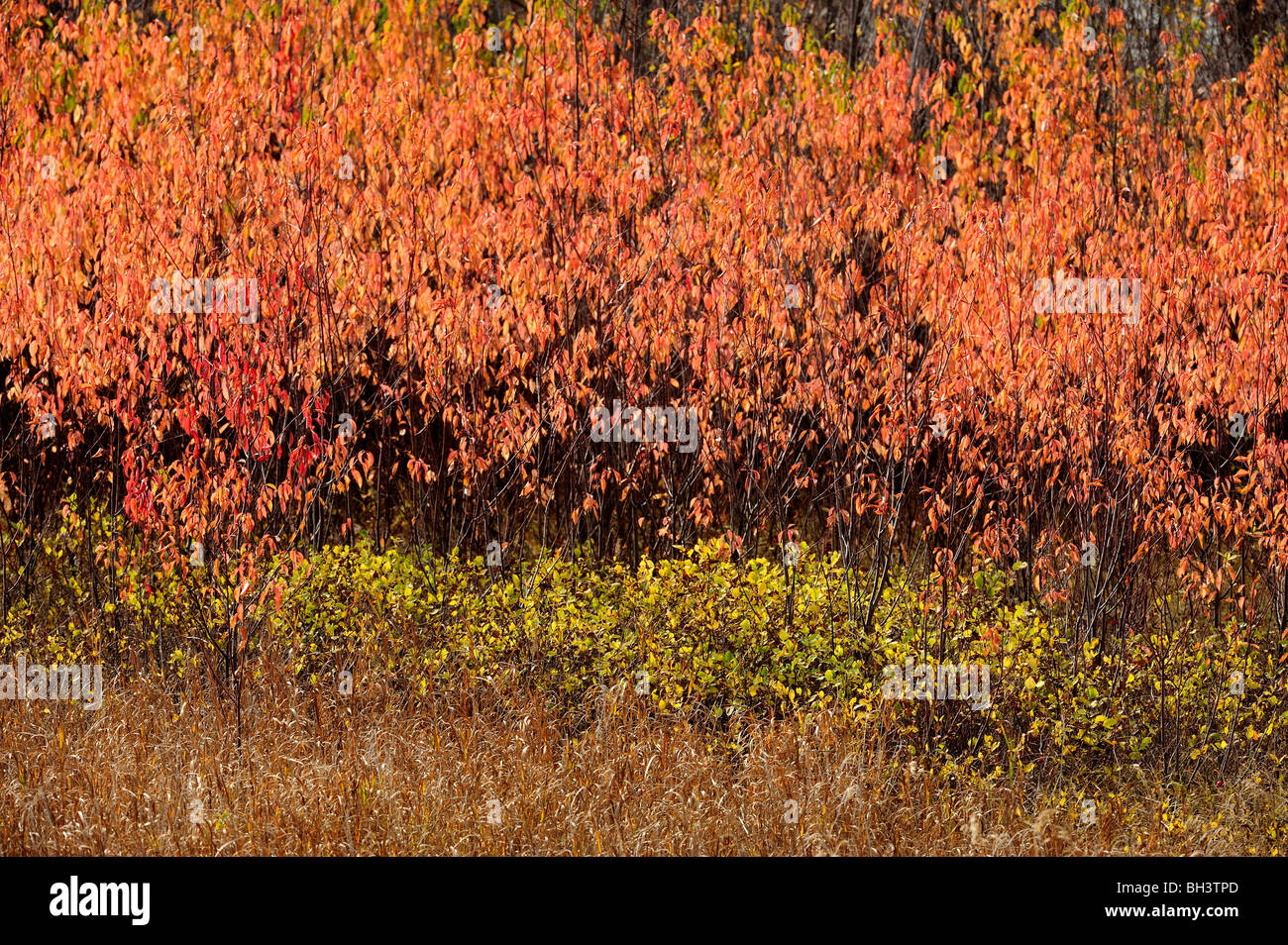 Pincherry (Prunus pennsylvanica) in autumn, Crooked Lake PP/Qu'Appelle Valley, Saskatchewan, Canada Stock Photo