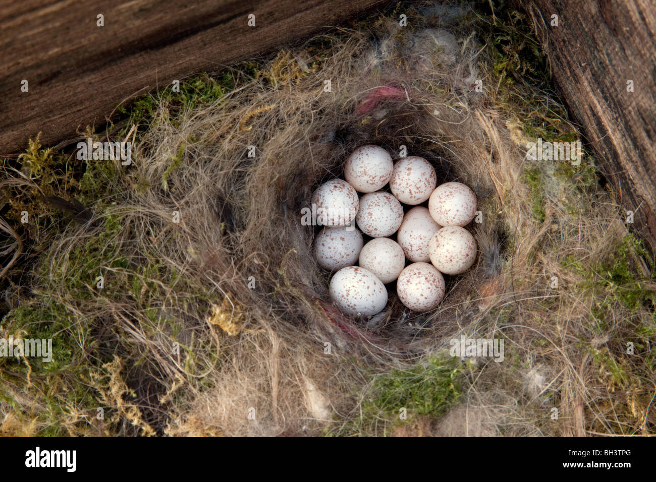A clutch of Blue Tit eggs abandoned after predation of one of the ...