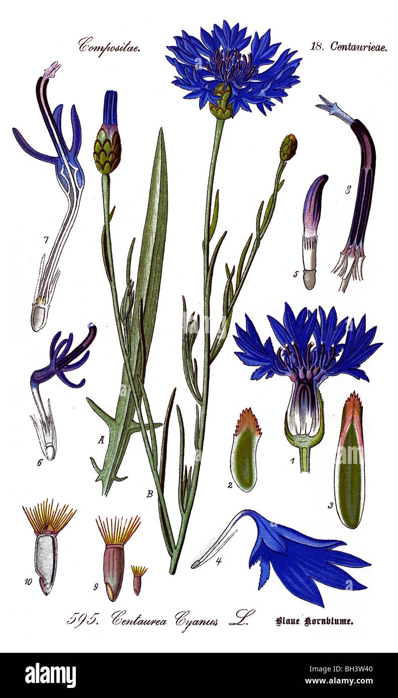 Cornflower, Bachelors button, Bluebottle, Boutonniere flower, Hurtsickle, plant, plants Stock Photo