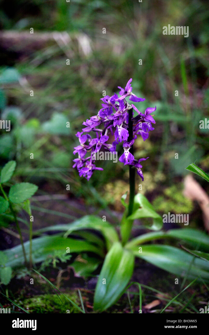 Green winged orchid (Orchis morio). Stock Photo