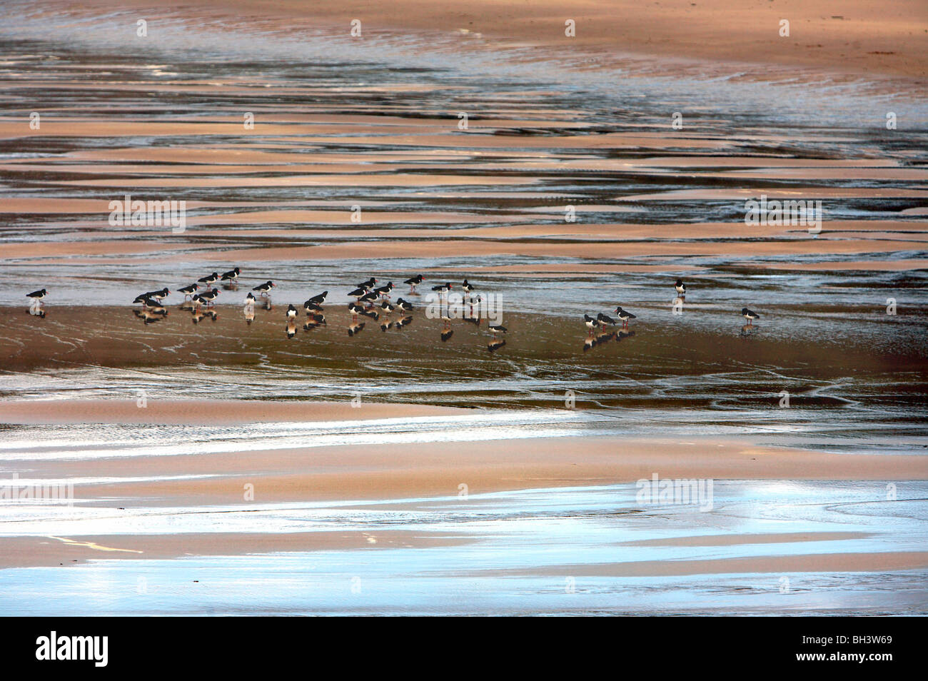Oystercatchers (Haematopus ostralegus) on beach of Sandwood bay. Stock Photo