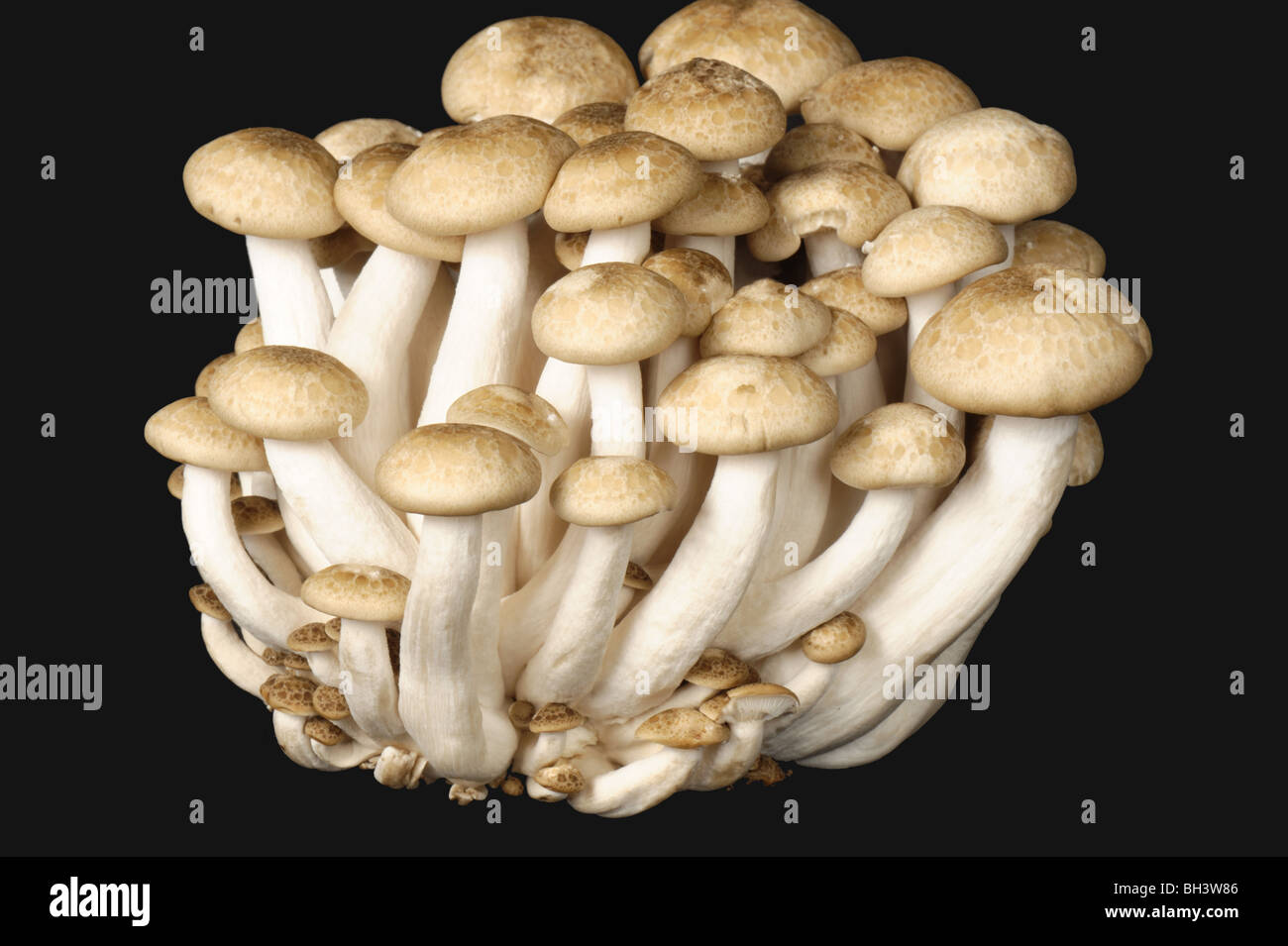 Buna shimeji or Brown beech mushroom (Hypsizygus tessellatus) edible mushroom Stock Photo