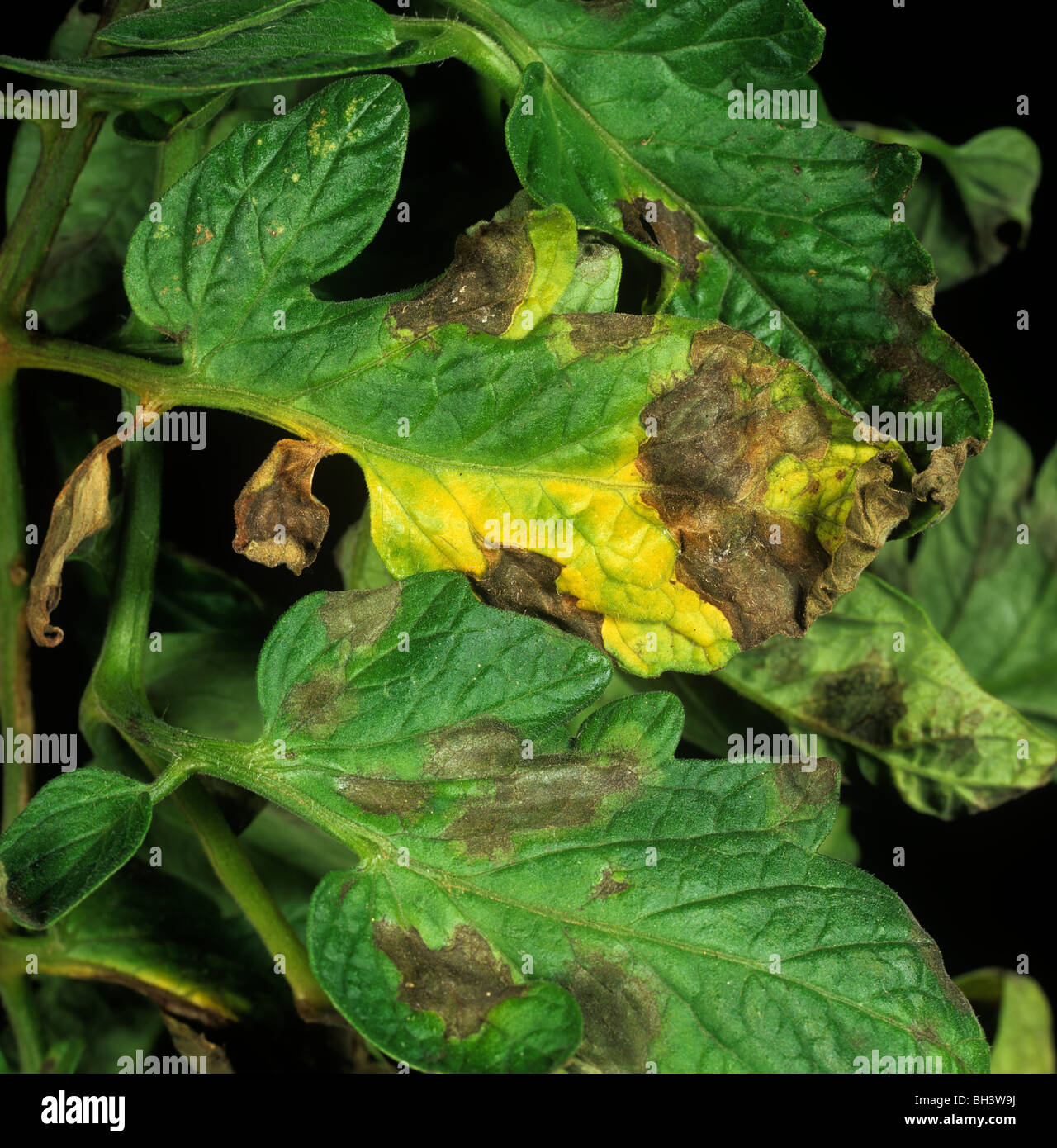 Tomato late blight (Phytophthora infestans) lesions and damage on tomato leaves Stock Photo