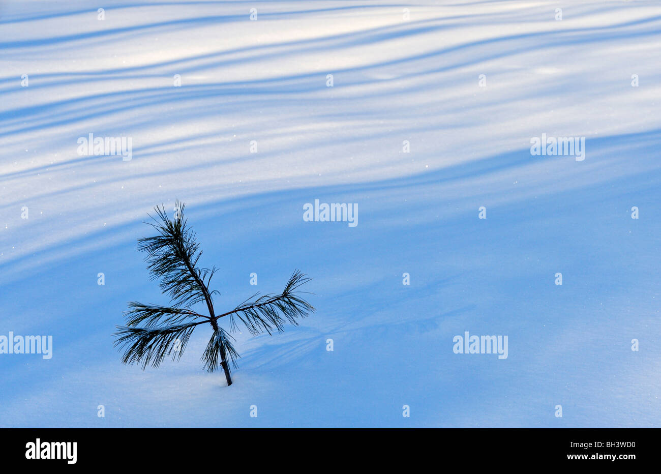 White pine sapling (Pinus strobus) with tree shadows, Greater Sudbury, Ontario, Canada Stock Photo