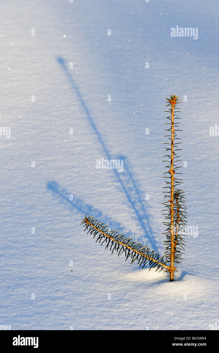 White spruce (Picea glauca) sapling protruding from fresh snow, Greater Sudbury, Ontario, Canada Stock Photo