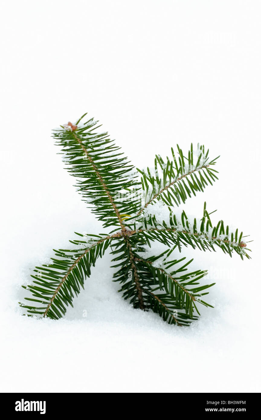 Balsam fir (Abies balsamea) Seedling in snow , Greater Sudbury, Ontario, Canada Stock Photo
