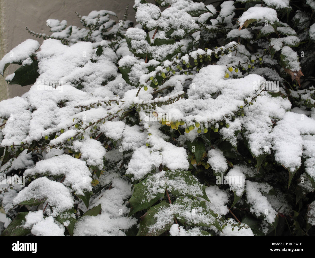 Snow cover on Mahonia X media coming into flower in mid winter Stock Photo