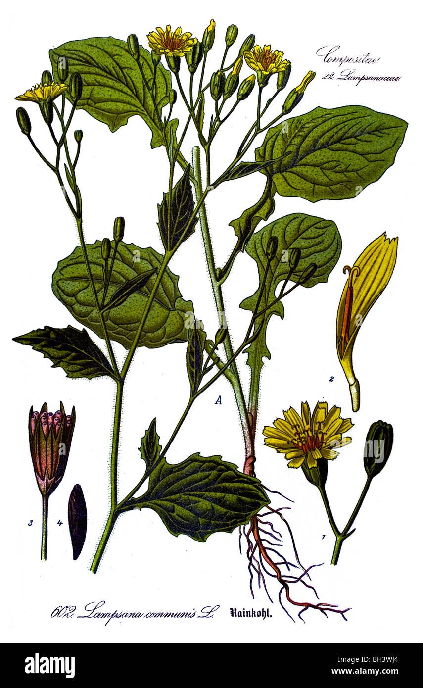 Nipplewort, plant, plants Stock Photo