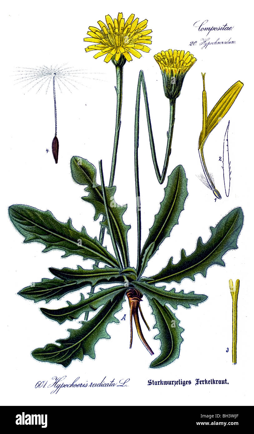 Catsear, latweed cats ear, false dandelion, plant, plants Stock Photo