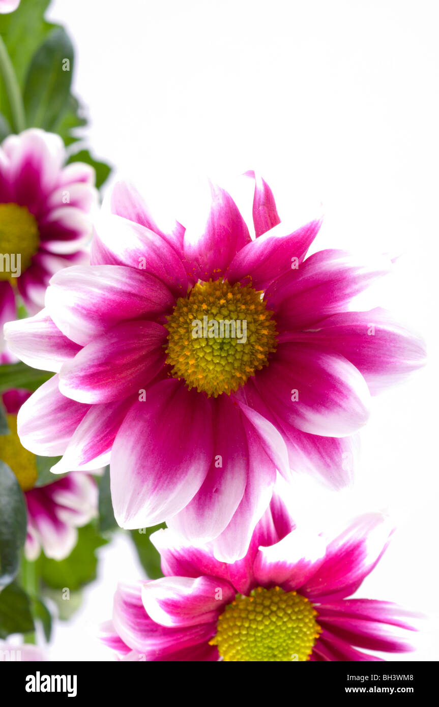 Chrysanthemums in a bouquet. fragment Stock Photo