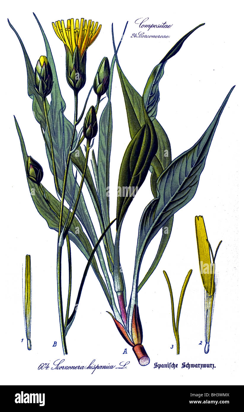 black salsify, Spanish salsify, black oyster plant, serpent root, vipers herb, viper s grass, Scorzonera, plant, plants Stock Photo