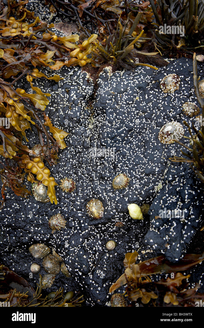 Tube worm covered stone, barnacles and bladder wrack on Isle of Skye. Stock Photo