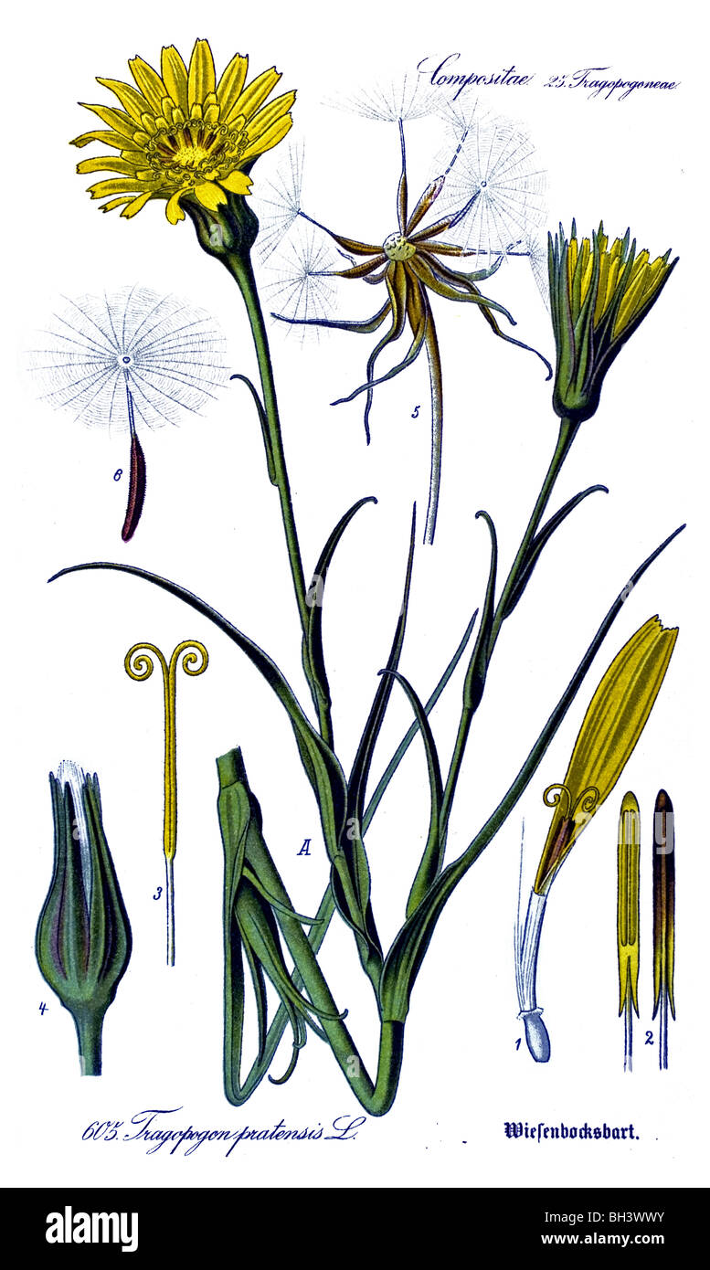 Meadow Salsify, Showy Goats-beard, Jack-go-to-bed-at-noon, plant, plants Stock Photo