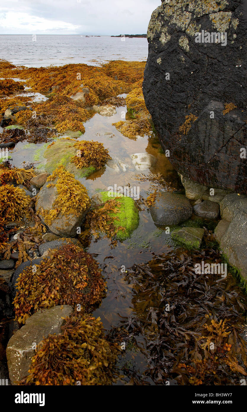 Rock pool and seaweed at Trotternish coastline. Stock Photo