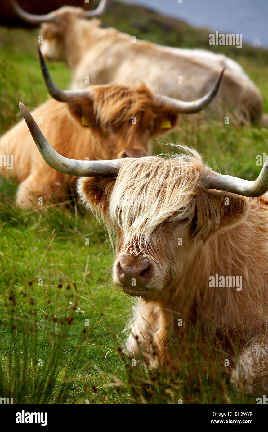 Highland cattle on Skye. Stock Photo