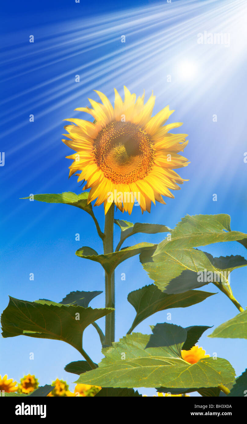 Field of sunflowers on a background of the blue sky Stock Photo - Alamy