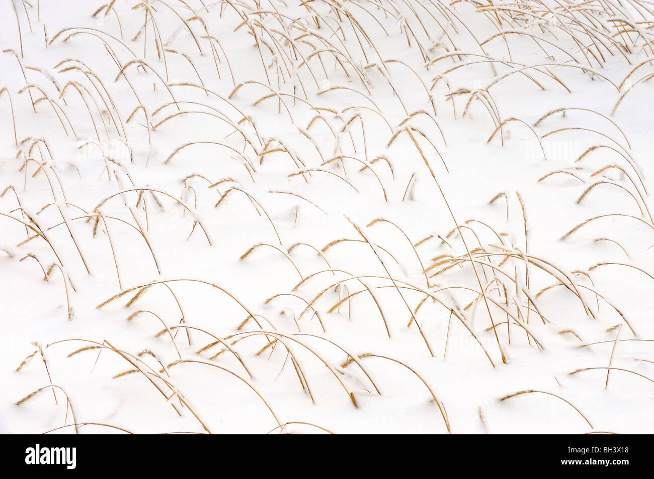 Sea Lyme-grass (Elymus arenarius) colony with fresh snow in early winter, Churchill, Manitoba, Canada Stock Photo