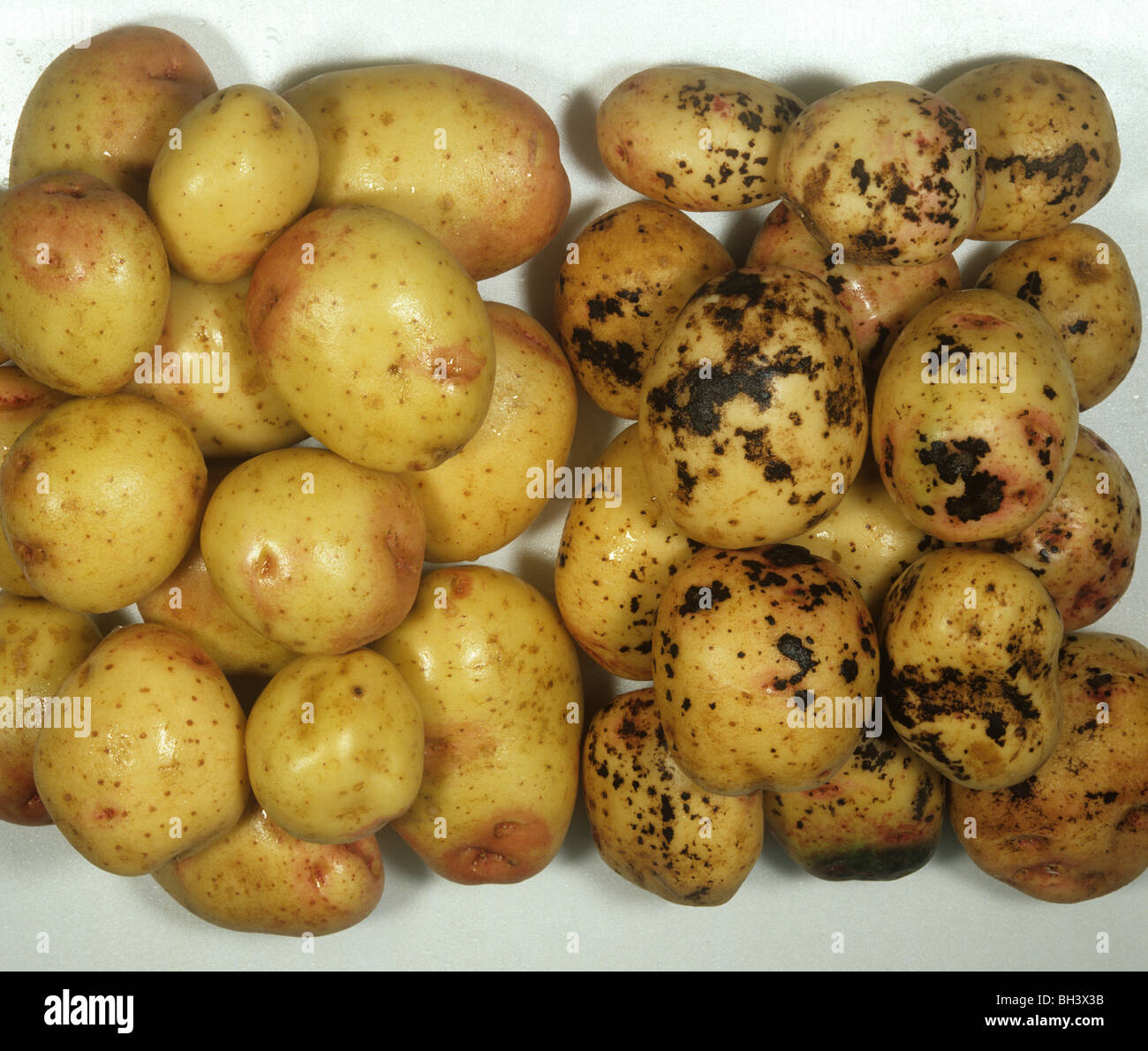 Black scurf (Rhizoctonia solani) diseased harvested potatoes compared to healthy Stock Photo