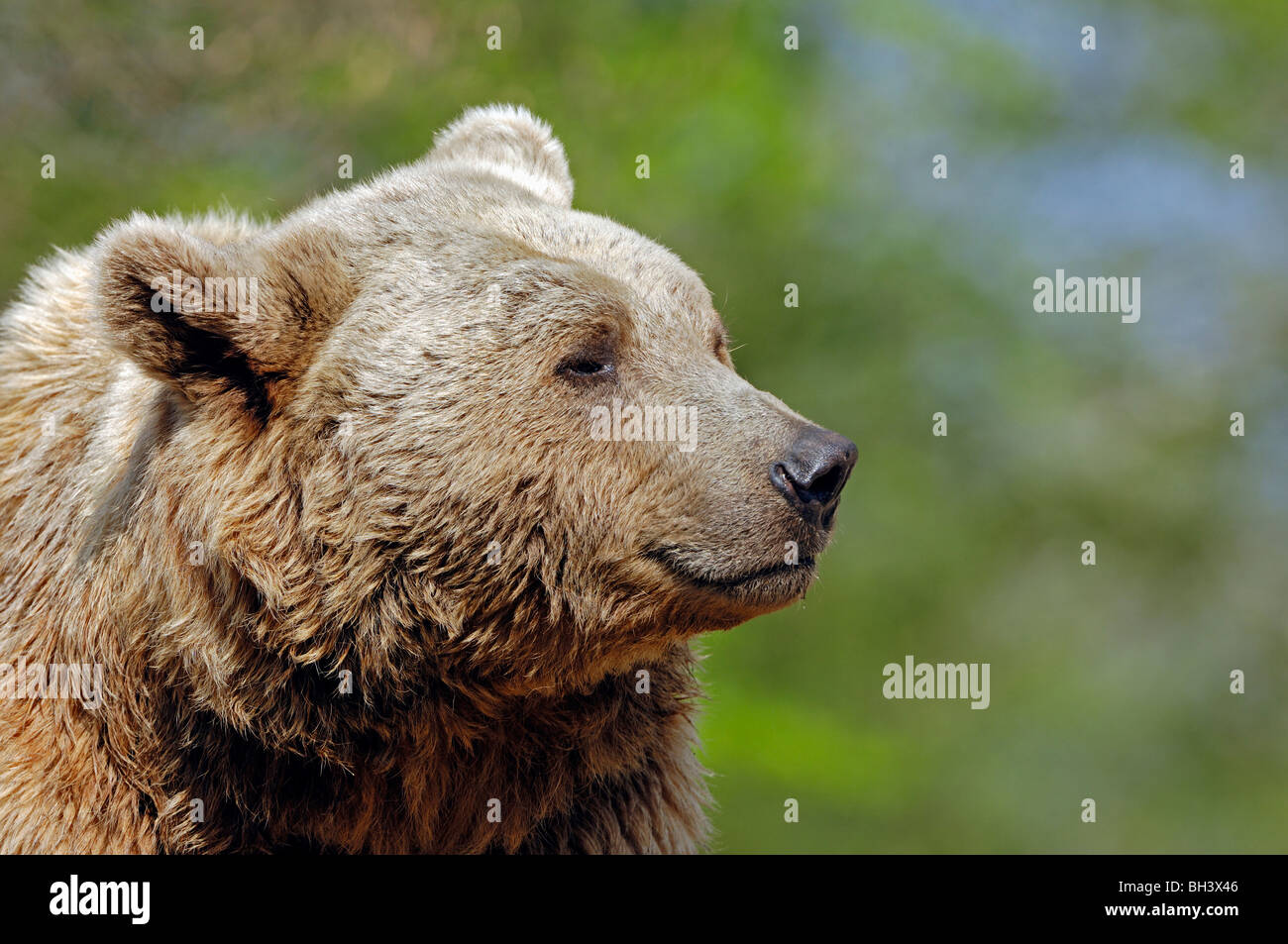 Syrian Brown Bear Stock Photo