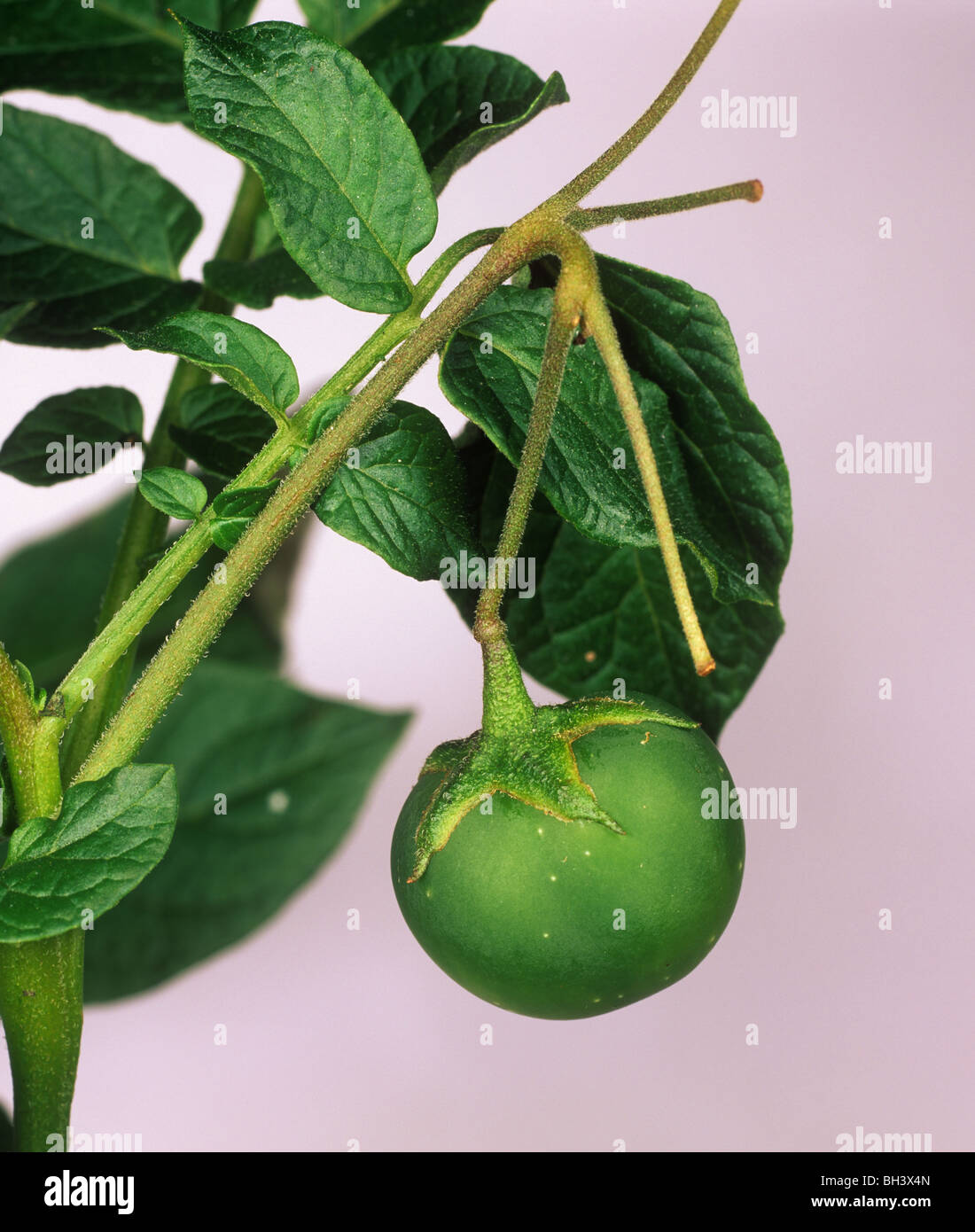Fruit on a potato plant, unusual and poisonous Stock Photo