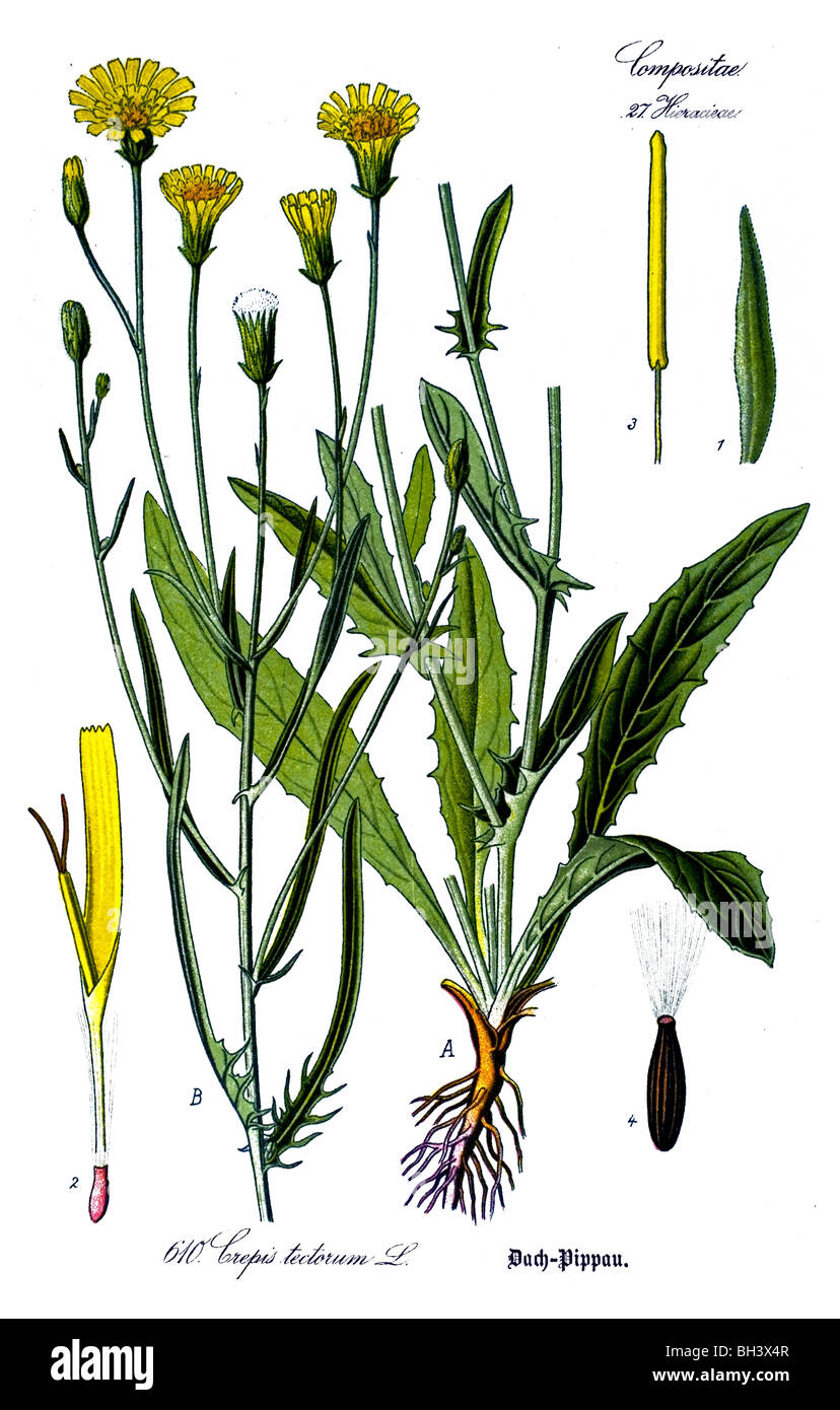 narrow-leaved hawksbeard, plant, plants Stock Photo