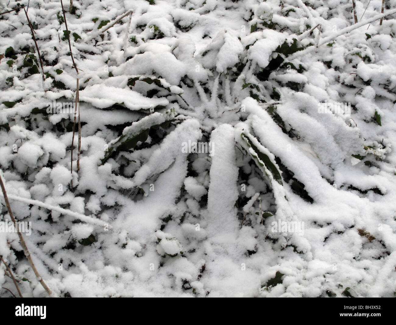 Harts tongue fern (Asplenium scolopendrium) leaves covered by snow in light woodland Stock Photo