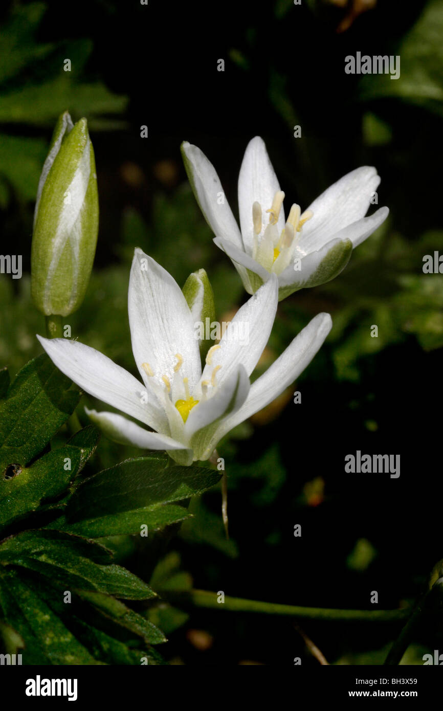Star of Bethlehem (Ornithogalum umbellatum). Stock Photo