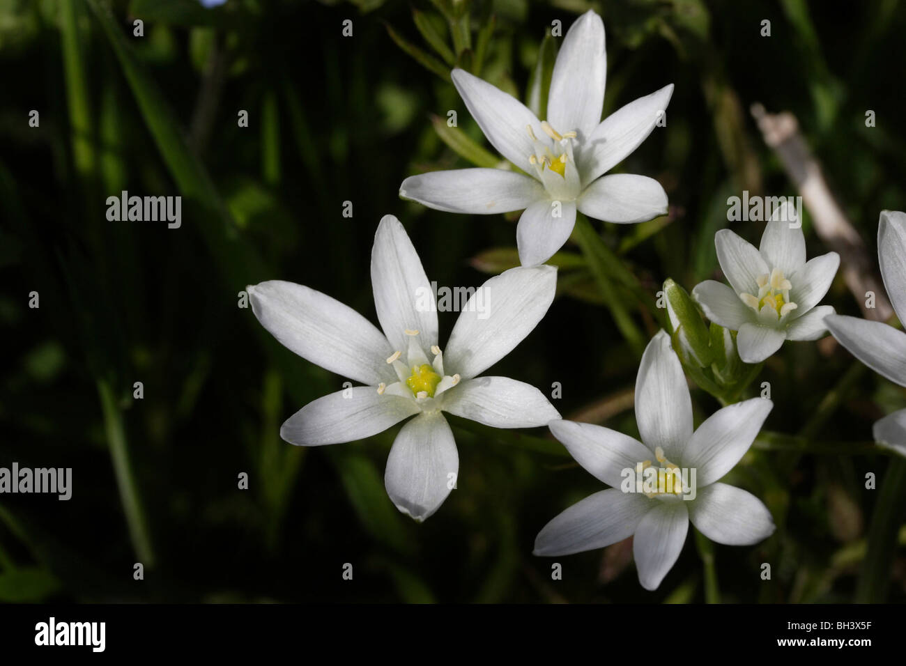Star of Bethlehem (Ornithogalum umbellatum). Stock Photo