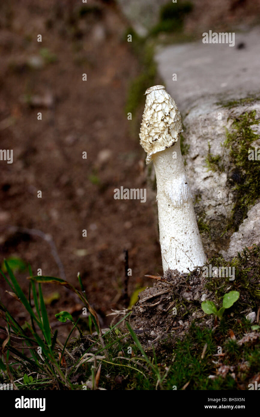 Funghi stinkhorn (Phallus Impudicus). Stock Photo