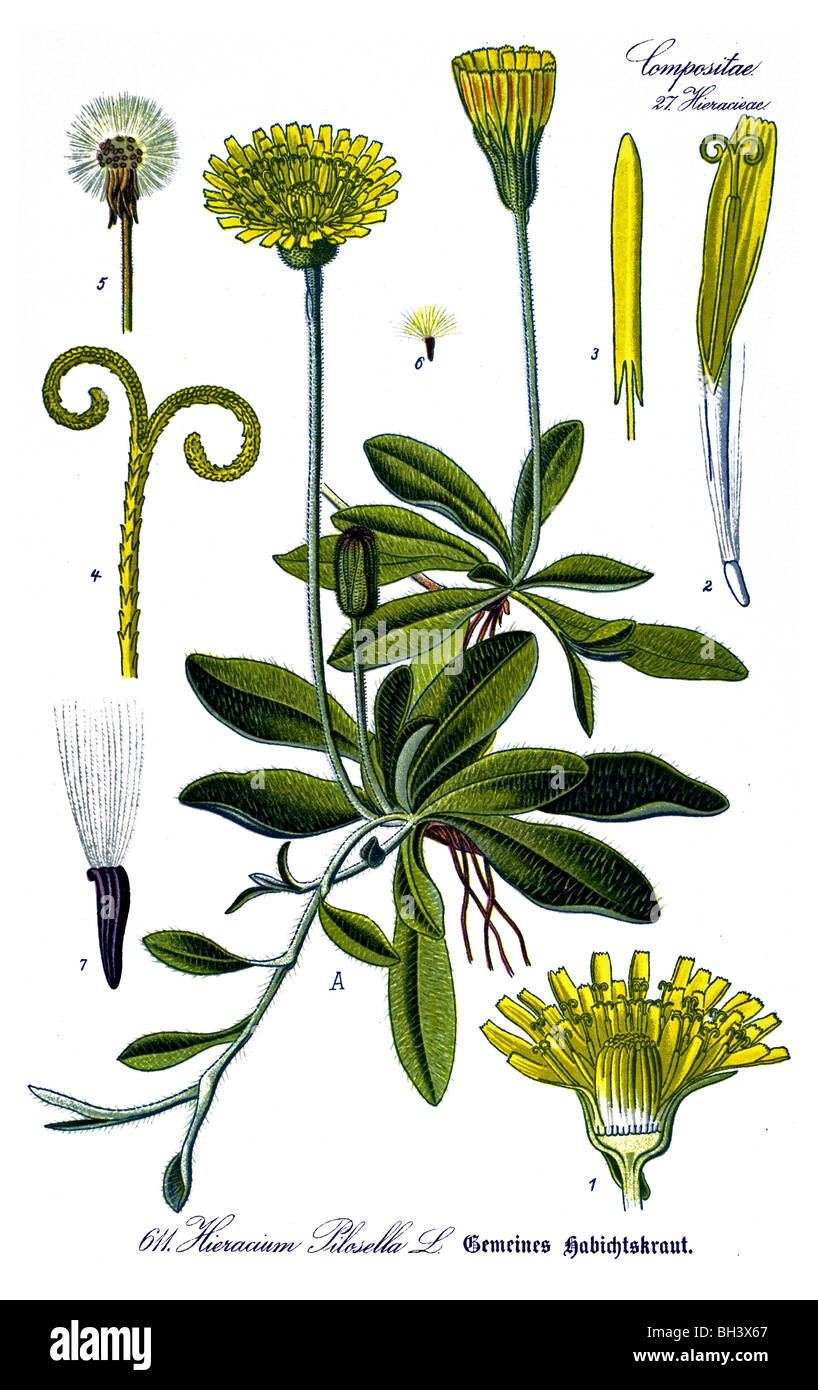 Mouse-ear Hawkweed (Hieracium pilosella), plant, plants Stock Photo