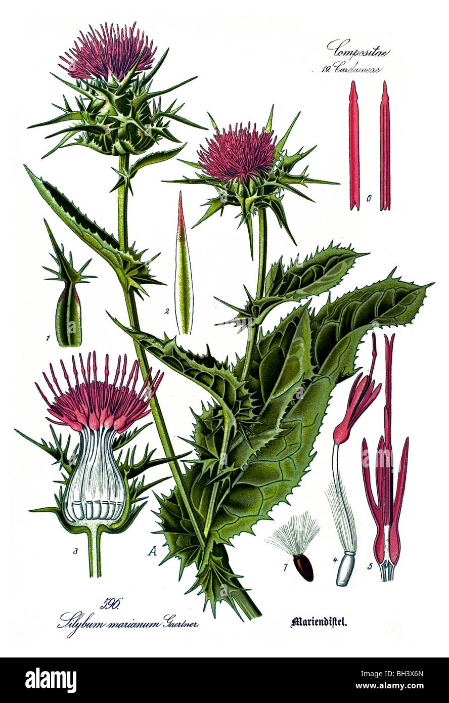 blessed milk thistle, Marian Thistle, Mary Thistle, Mediterranean Milk Thistle, Variegated Thistle, plant, plants Stock Photo