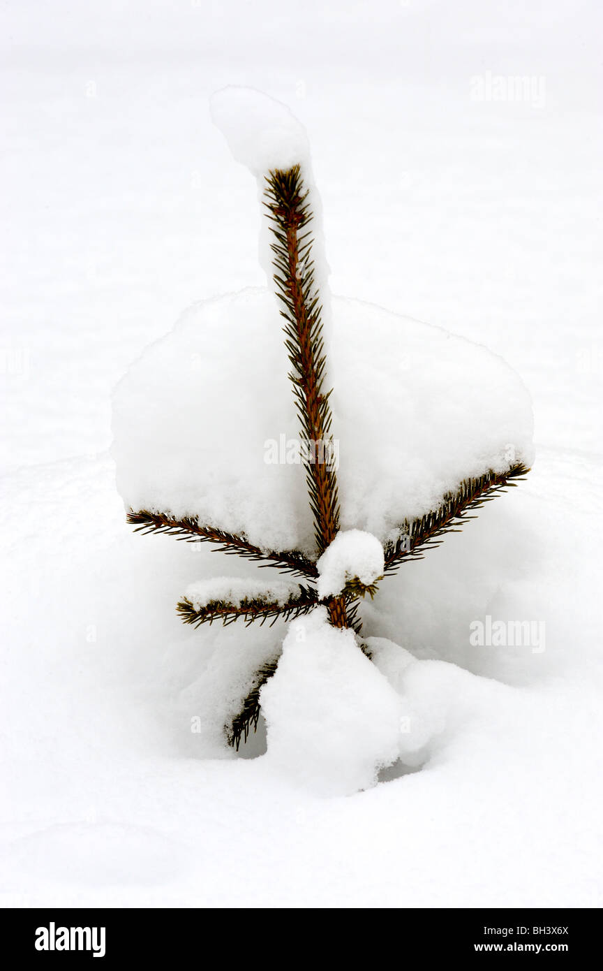 White spruce (Picea glauca) sapling buried in fresh snow, Greater Sudbury, Ontario, Canada Stock Photo