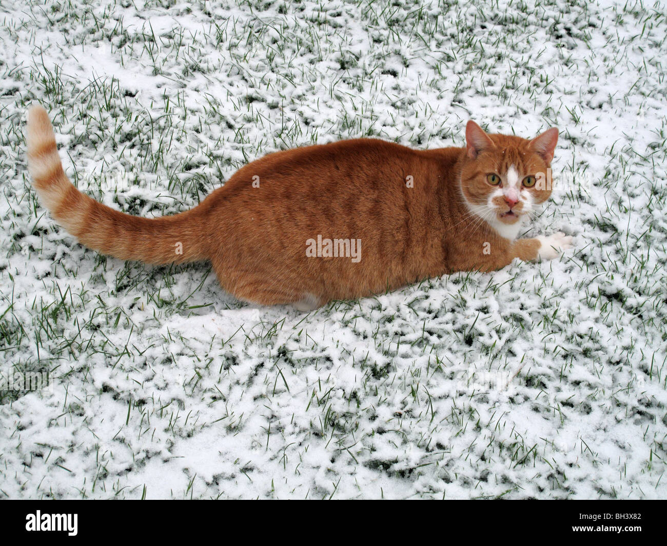 A ginger cat alert in a light fresh snow covering the grass Stock Photo