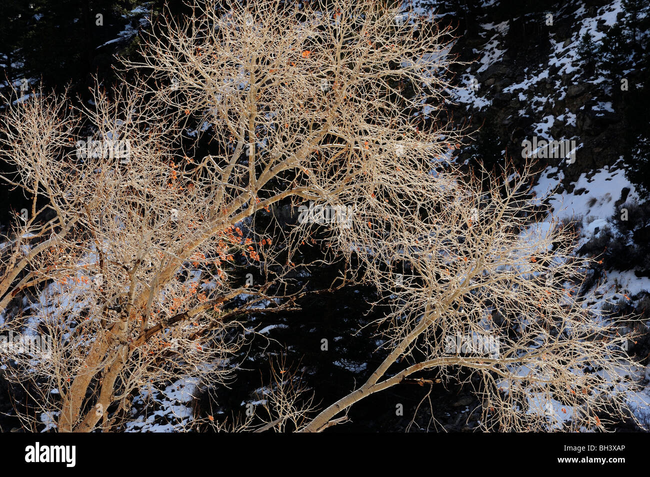Winter Cottonwood (Populus deltoides) tree in Yankee Boy Canyon, near Gardiner, Montana, USA Stock Photo
