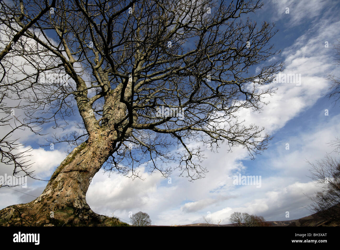 Tree and sky at water of Saughs in Angus glens. Stock Photo