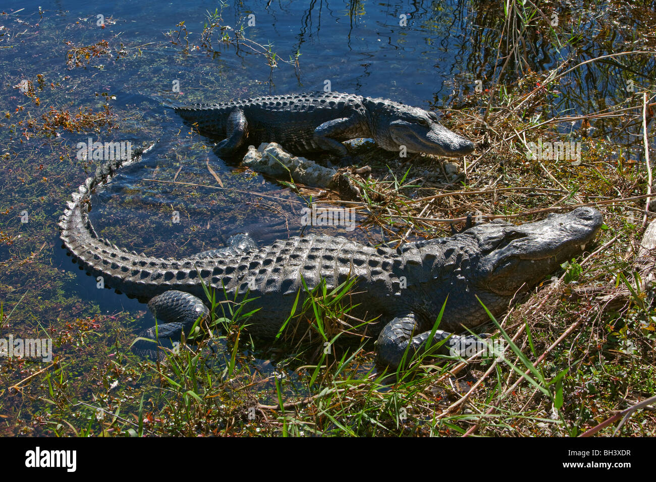 American Alligator, Alligator mississippiensis Stock Photo