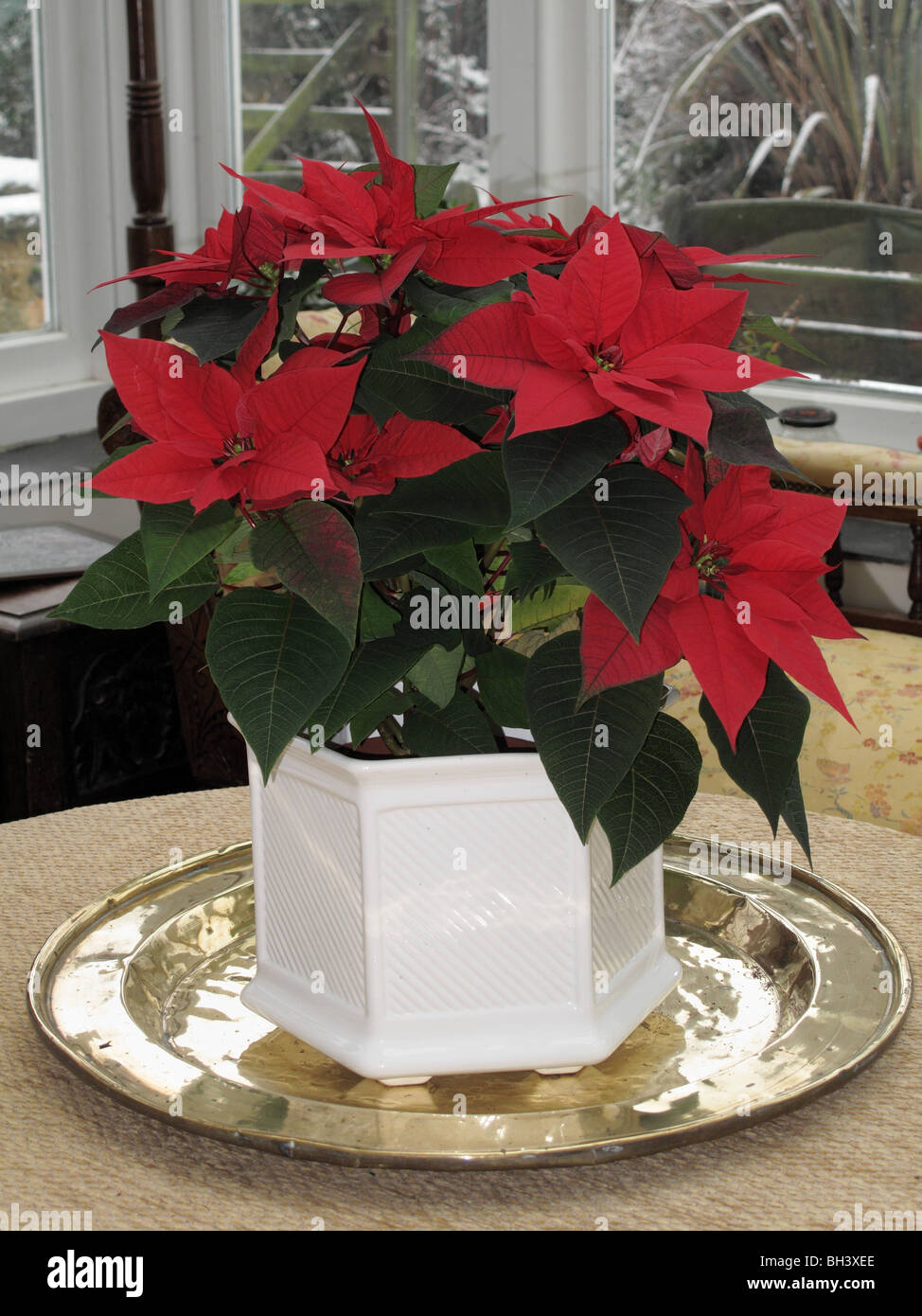 Poinsettia plant with red coloured bracts in household setting Stock Photo