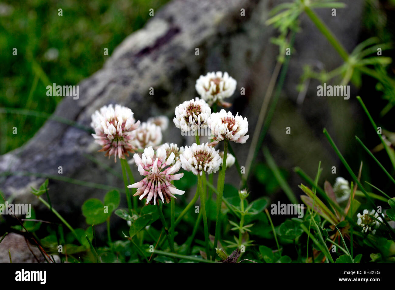 White clovers (Trifolium repens Stock Photo Alamy