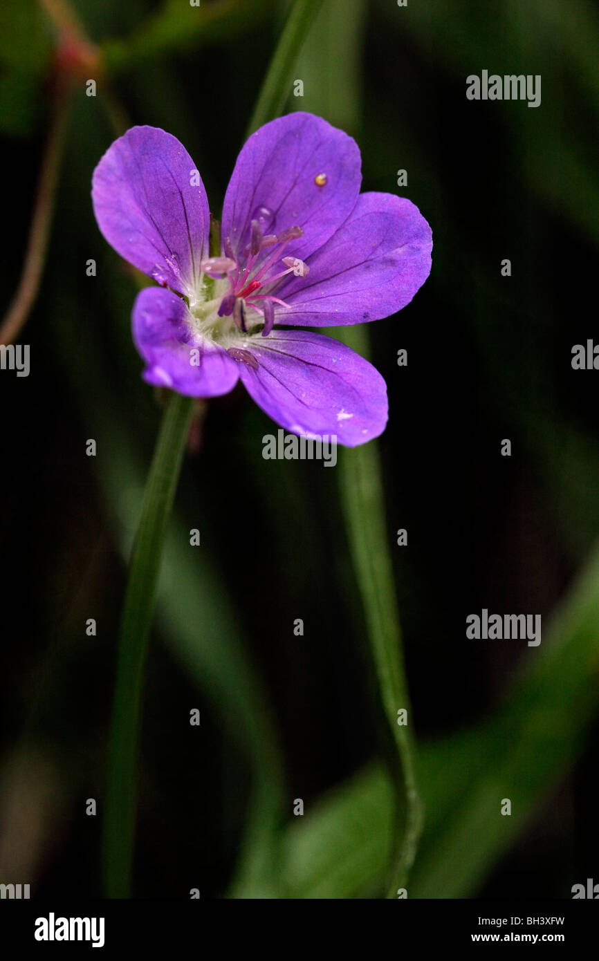 Wood cranesbill (Geranium sylvaticum). Stock Photo