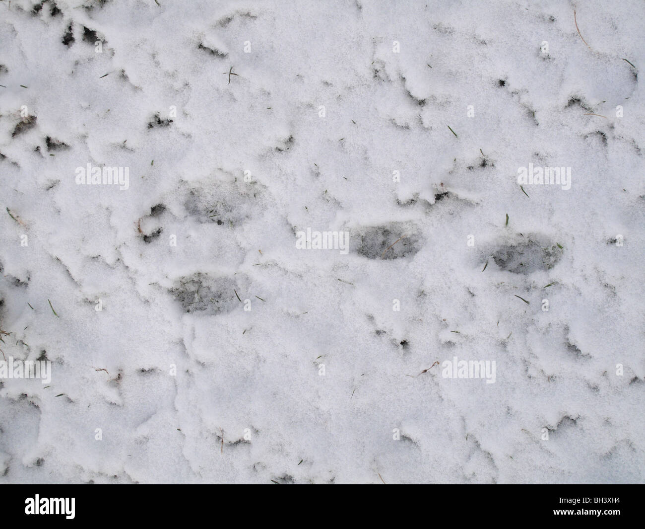 Rabbit footprints in the snow hi-res stock photography and images - Alamy