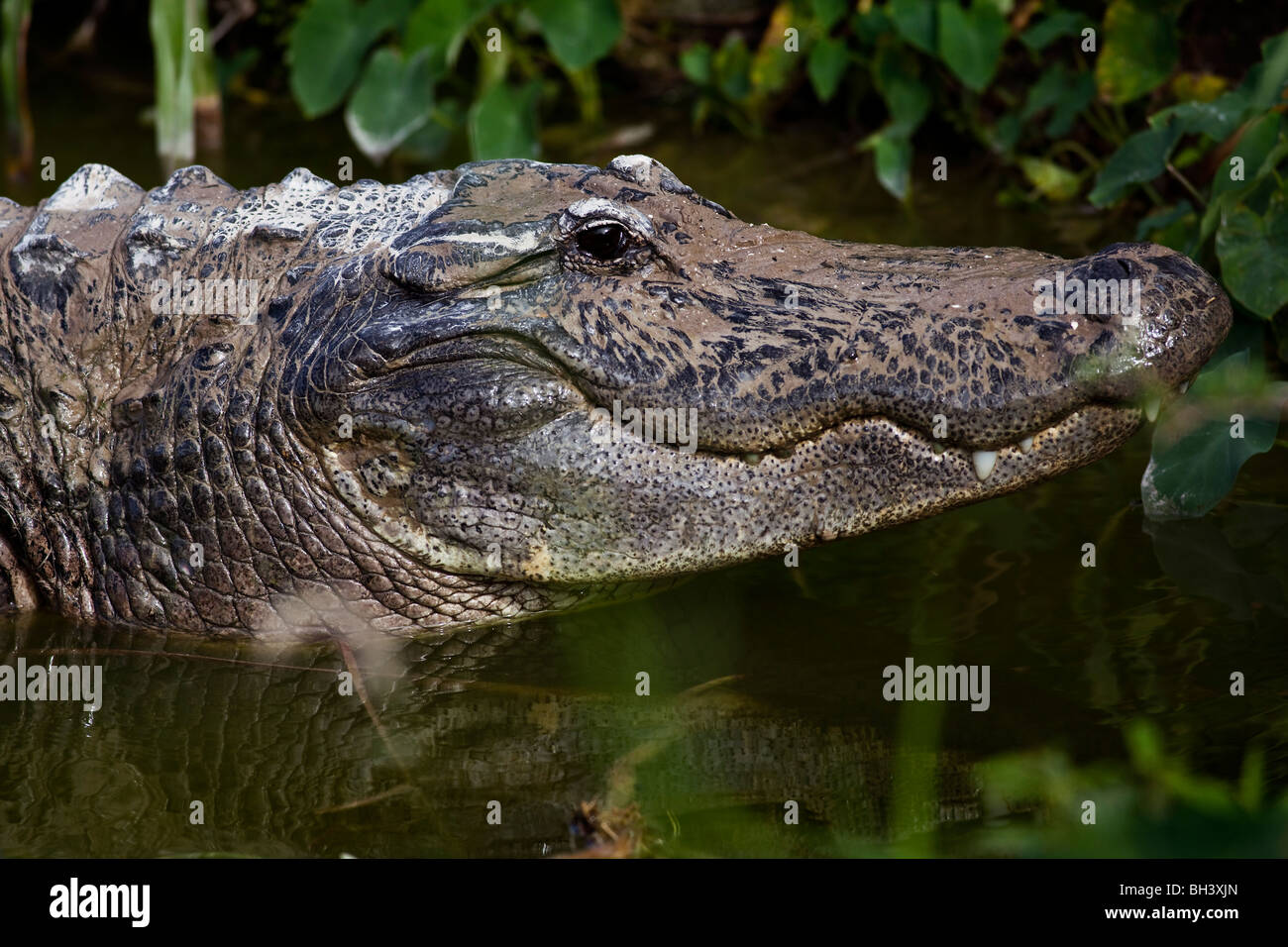 American Alligator, Alligator mississippiensis Stock Photo