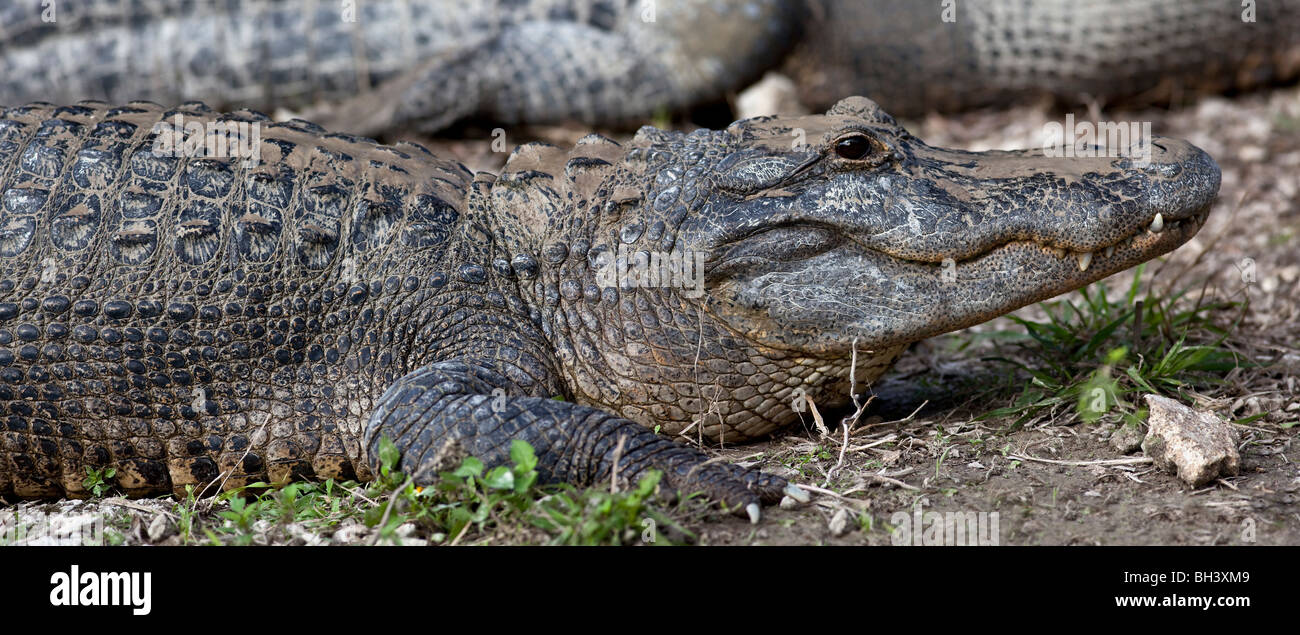 American Alligator, Alligator mississippiensis Stock Photo